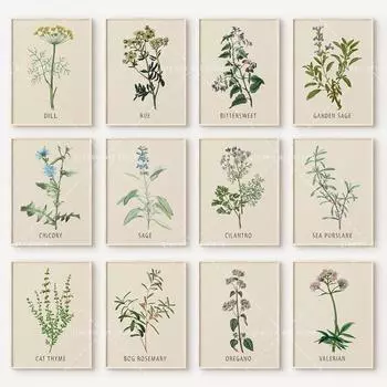 Растение, цветок, исследование, Ретро постер, ботанический принт, плакаты с травами, винтажная картина на холсте, настенная художественная картина для гостиной, домашний декор 21x30 No Frame