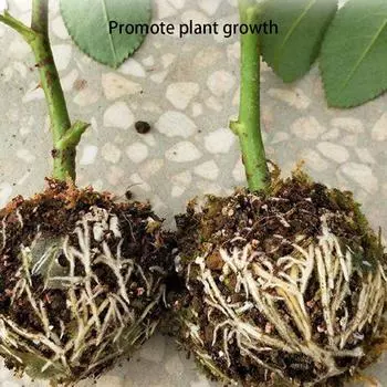 Растениеводство шар Сад Прививка деревьев Устройство для укоренения Высокогорное прессование Установка высокого давления Ящик для размножения