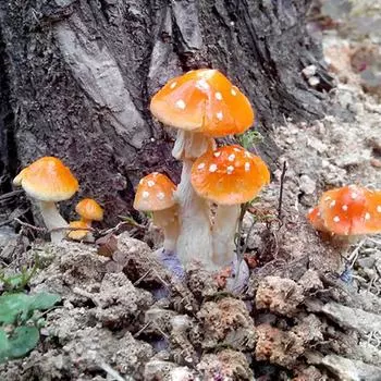 Реалистичный гриб-поганка, миниатюрный орнамент, сказочный сад, террариум, декор для кукольного домика для террариумов бонсай No.1