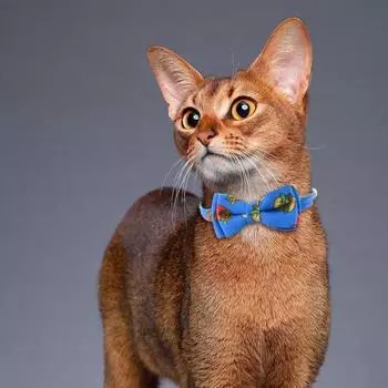 Регулируемый ошейник для домашних животных с пряжкой-колокольчиком из нержавеющей стали, симпатичный дизайн в виде галстука-бабочки для домашних животных светло-синий