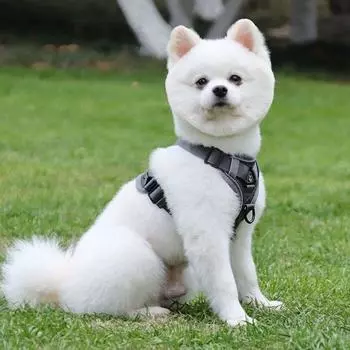 Регулируемый поводок для щенков, светоотражающий нагрудный ремень для домашних животных, жилет для собак на открытом воздухе S кофейный