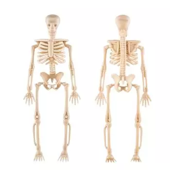 Реквизит для украшения на Хэллоуин, Принадлежности для розыгрышей, Сделай сам Скелет Скелет Скелет человека One Size