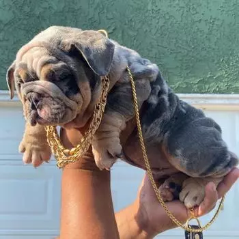 Ремешок из чистой меди для больших, средних и маленьких домашних животных. Одна тяговая веревка. Цепное кольцо на шею. Взрывы для дрессировки собак соревновательного уровня. 4.5mm*125cm