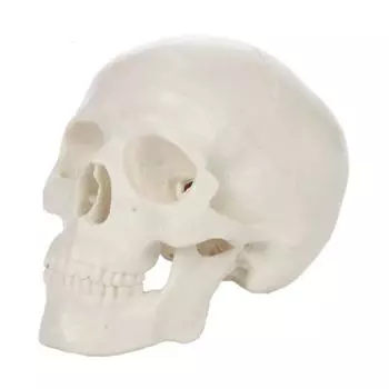 Removable Human Head Model Convenient Anatomical Head Skull Fine Arts Skull Model School Supplies