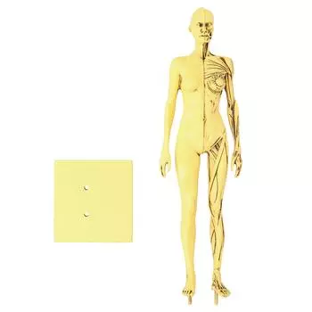 Resin Human Anatomical Head Body Muscle Model Drawing Model Decoration Teaching Mold