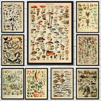 Ретро Palaeobios постеры с растениями, животные, цветы, насекомые, бабочки, грибы, холст, HD картины, настенное искусство, холст для домашнего декора комнаты 21x30cm No Framed