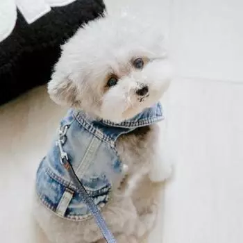 Ретро щенок джинсовая куртка дышащий жилет для собак пальто джинсы пальто куртка для щенков собак XXL синий