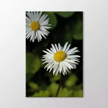 Ромашка Живопись