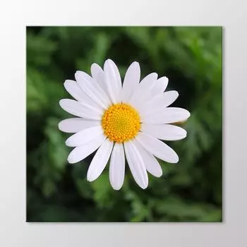 Ромашка Живопись