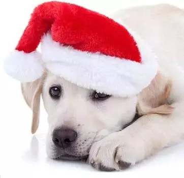 Рождественский питомец кошка собака Санта-Клауса костюм украшения для питомца Рождественская вечеринка товары для животных Косплей шляпа Рождественские украшения 1PC