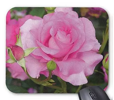 Розовая роза мышь Фотопланшет Цветы Ману-планшет (Мировая серия) (А Мейан)