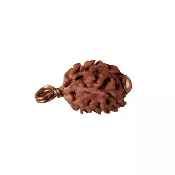 Рудракша (2 мукхи), Dwimukhi Rudraksha Bead, Isha Life