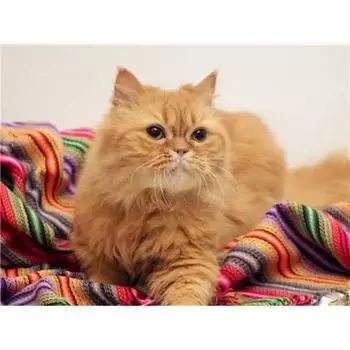 Ruopoty 40x50 см картина по номерам для взрослых детей кошка холст рисунок акриловая краска по номерам домашняя стена художественное ремесло 40x50cm NO Frame