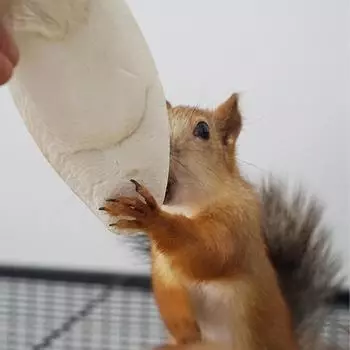 Рыбья кость Каракатица Кость кальмара Каракатицы Птицы едят кальциевый камень B2M3 1 package-One-size