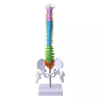 Съемная модель позвоночника человека, позвоночный столб, поясничный отдел позвоночника, анатомический медицинский учебный инструмент