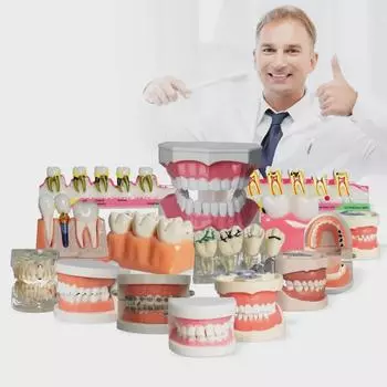 Съемная стоматологическая учебная модель - Подготовка зубов из смолы для чистки полости рта и практики протезирования
