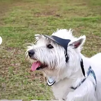 С отверстиями для ушей, собачья шапка, регулируемые собачьи шлемы, легко надеваемые собачьи козырьки для улицы зелёный