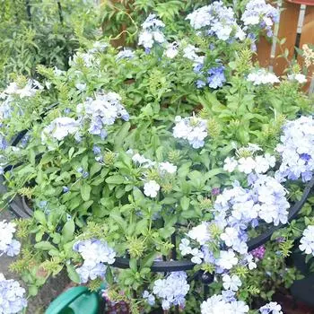 Садовая решетка, зонтик, башня, решетка для растений для вьющихся растений, опора для шпалеры, подставка для поделок своими руками, цветочные горшки 90cm чёрный