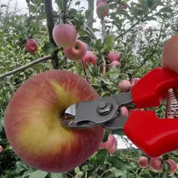 Садовые ножницы, ножницы для сбора винограда, секаторы для фруктовых деревьев, прямые ножницы из нержавеющей стали, тонкие ножницы для фруктов