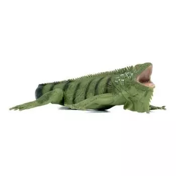 Safari Ltd 267729 Фигурка Игуаны, популярные игрушки в Корее