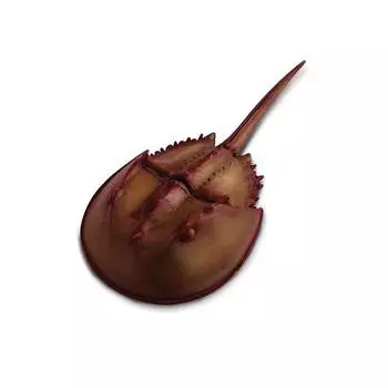 Safari Ltd Фигурка подковообразного краба 261429, 1 шт., популярные игрушки в Корее