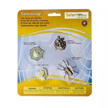 Safari Ltd Spider Growth Process Figure 100406, 1 piece, popular toys in Korea