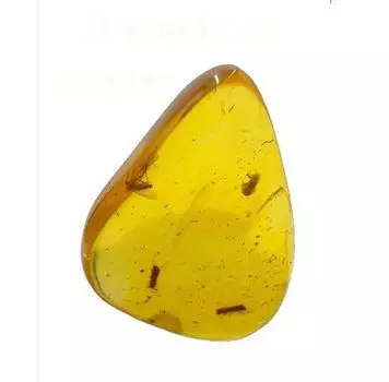 SCIENCE Dominican amber in Dominican Republic Insects in Amber Dominican Republic Original specimen case included Dominican amber with insects