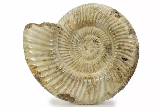 SCIENCE Fossil specimen Perisphinctes Approximately 40mm Republic of Madagascar Original specimen case included Ammonites sp. Origin бежевый