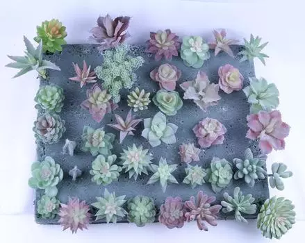 Сделай сам имитация суккулентного растения, посадка волос, мини-поддельный суккулентный бонсай с цветочной композицией, имитация растения