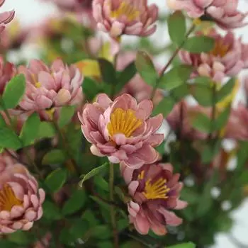 Сельское имитационное растение средняя ветка дикая хризантема искусственный цветок сад имитация цветок украшение дома белый