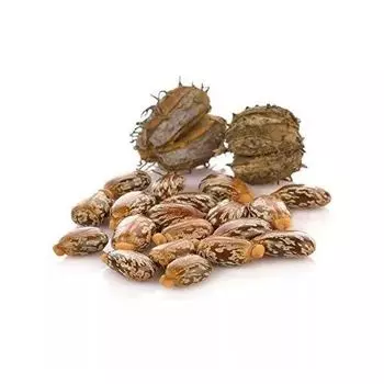 Семена клещевины (100 г), Castor Seeds