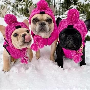 Шапки для собак Ветрозащитные тонкие комплекты Удобные забавные зимние шапки для собак для улицы S серый