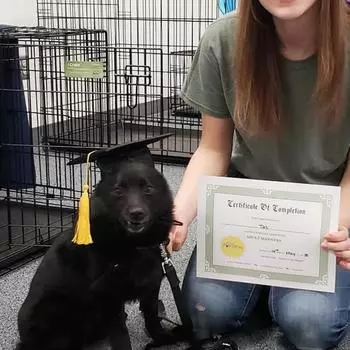 Шапочки для выпускников для собак, шапочки для выпускников для щенков с желтой кисточкой для маленьких, средних и больших собак, кошек, праздничный костюм, аксессуар чёрный