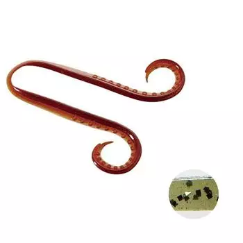 SHIMANO Engetsu Tie Squid Taco Curly Watermelon P05T Рыболовный EW-004N