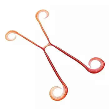 SHIMANO Tairaba Engetsu Fishing Tie Ikatako 4 013 ED-V01U Red/Orange