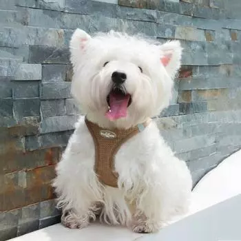 Шлейка для щенков и кошек с поводком, дышащий вафельный жилет для домашних животных, одежда для маленьких собак среднего размера, шлейка для кошек, ошейник, аксессуары для собак Йоркшира S коричневый