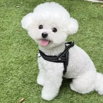 Шлейка для собак Mentem против издевательств, черная