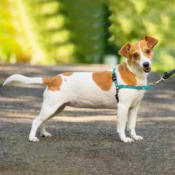 Шлейка для собак No-Pull Регулируемая шлейка для дрессировки собак Предотвращает удушье Остановка тяги питомца S серый