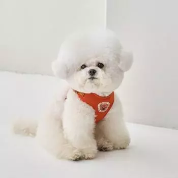 Шлейка для собаки Benny s в одно касание, оранжевая