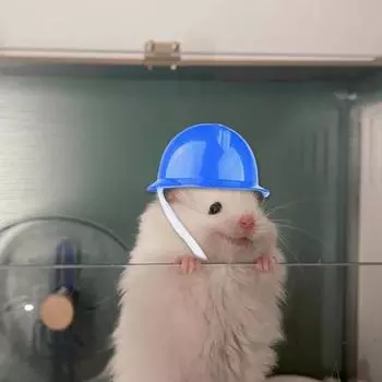 Шлем для защиты домашних животных от солнца и дождя с регулируемой резинкой предотвращает белый