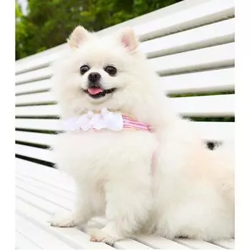 Шнур для буксировки кошек на открытом воздухе, противоскользящая нагрудная шлейка для маленьких собак, универсальная для всех сезонов, дышащая, товары для животных S (rope length 1.2m)