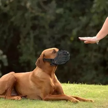 Silicone Pet Muzzle with Strap Safety Mouth Mask Pet Supplies Dog Muzzle Anti Bite Stop Barking S жёлтый