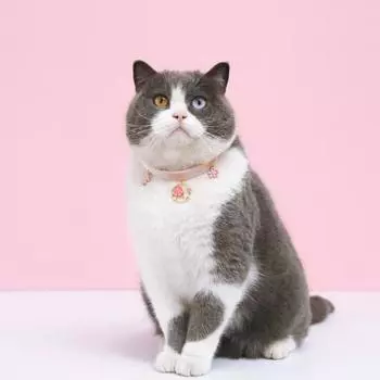 Симпатичный сверхлегкий удобный ошейник для кошек с подвесными аксессуарами в виде цветочной звезды S чёрный