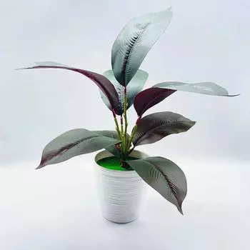 Simulated Elastica Ficus Goeppertia Makoyana Ficus Pandurata Artificial Plants StyleA