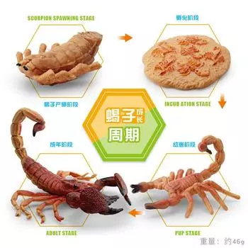 Simulated Insect Growth Cycle Model Toy 4-Piece Set Scorpion Growth Transformation Process Animal Static Ornament