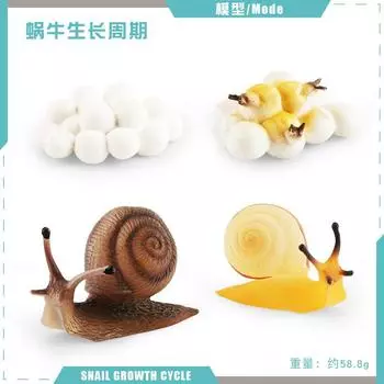 Simulation Animal Model Toy Snail Dragonfly Mosquito Grasshopper Growth Cycle Life Stage Cognitive Static Ornament