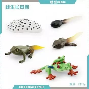 Симуляция Красноглазой лягушки Рогатой лягушки Треугольной лягушки мертвого листа Цикл роста Статическая модель Процесс роста лягушки Украшение