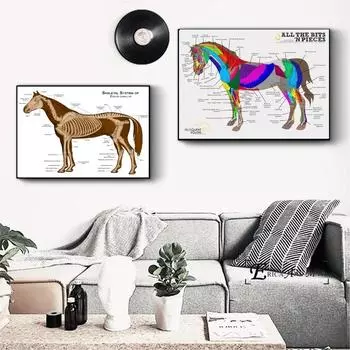 Система тела лошади, печать на холсте, современная живопись, постеры, настенные художественные картины для украшения гостиной, без рамки 21cm30cm NoFrame