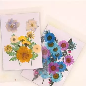 Small High Quality Mini Bloemen 25PCS/Bag Dried Flowers Popular Home Decoration DIY Preserved Flower Pressed Flowers Accessories 7