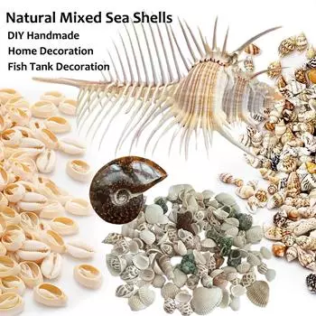 Смешанные ракушки с пляжа океана, разные размеры, натуральные морские ракушки, натуральный аммонит наутилус для поделок, домашнего декора, свадебного декора, поделок своими руками TypeC